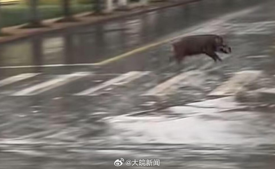 池州一高校內(nèi)驚現(xiàn)狂奔野豬，事件回顧與生態(tài)警示，池州高校野豬狂奔事件，回顧與生態(tài)警示