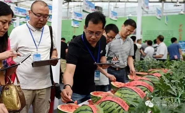 東臺西瓜最新價格動態(tài)及市場分析，東臺西瓜最新價格動態(tài)與市場分析報告