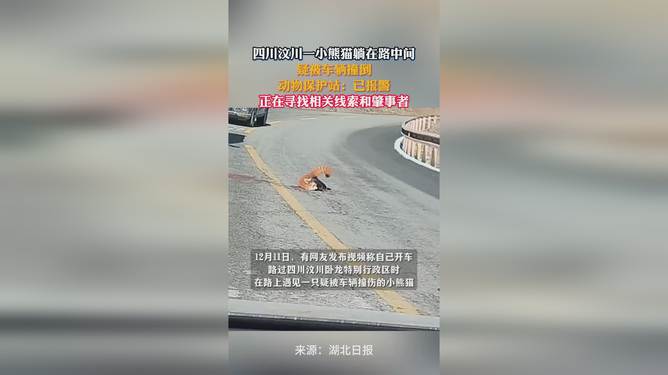 一小熊貓?zhí)稍诼分虚g疑被車撞，生命脆弱需警醒保護意識，小熊貓遭遇車禍，呼吁加強保護意識，警醒生命脆弱