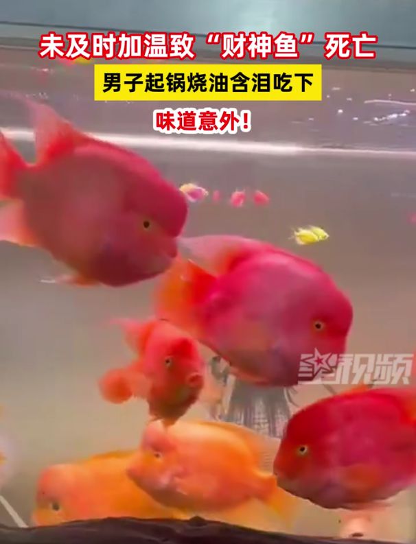 財(cái)神魚(yú)死亡與男子起鍋燒油含淚吃下的故事，男子含淚烹飪財(cái)神魚(yú)，死亡與食欲的交織故事