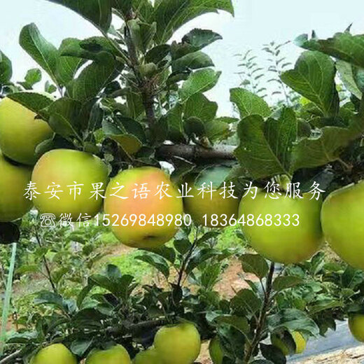 淳化瑞雪蘋果的種植歷史，一種傳統(tǒng)與現(xiàn)代融合的果實(shí)傳奇，淳化瑞雪蘋果，傳統(tǒng)種植與現(xiàn)代融合的果實(shí)傳奇