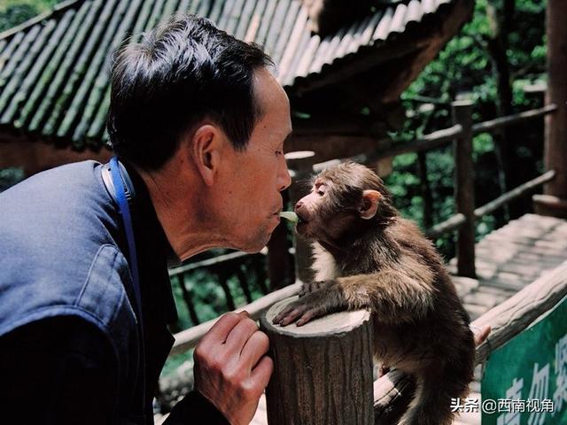 游客與猴子的沖突案例，探究原因與解決方案，游客與猴子沖突案例解析，探究起因及應(yīng)對策略