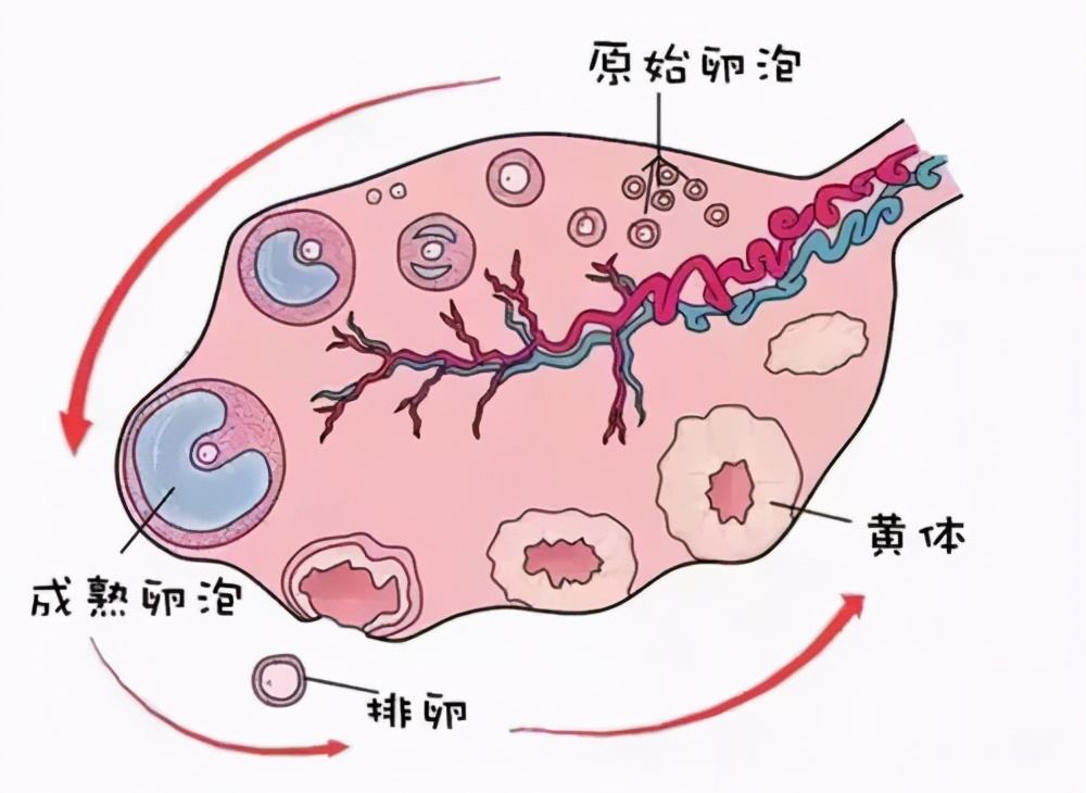 如何正確理解黃體破裂，黃體破裂的正確理解方式