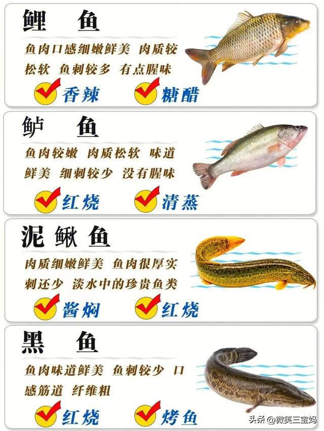 魚類行為與生存策略，適應(yīng)環(huán)境的智慧展現(xiàn)，魚類行為與生存策略，展現(xiàn)適應(yīng)環(huán)境的智慧