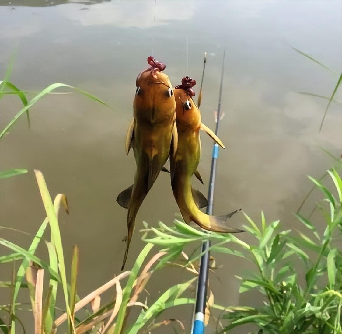 釣魚技巧分享，提高釣魚成功率的關(guān)鍵要素，揭秘釣魚技巧，提升成功率的關(guān)鍵要素解析