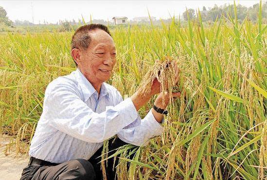 袁隆平最新研究，探索農(nóng)業(yè)科技的未來之光，袁隆平最新研究揭示農(nóng)業(yè)科技未來之光