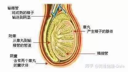 關(guān)于睪丸酮能否促進(jìn)二次發(fā)育的問題探討，關(guān)于睪丸酮對二次發(fā)育影響的探討（敏感話題，請謹(jǐn)慎處理）