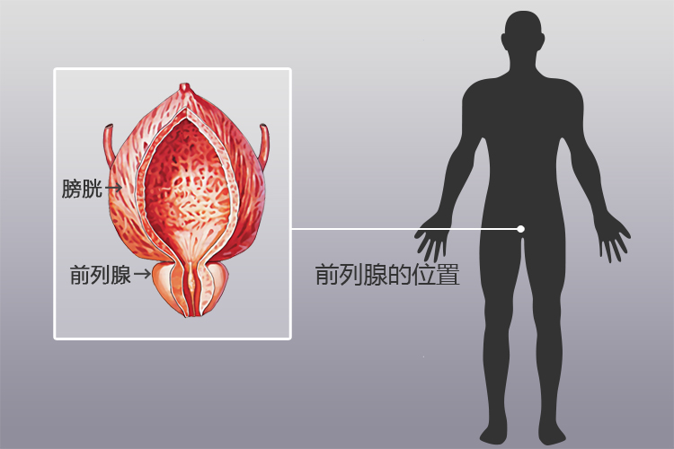 前列腺位置圖片，了解男性健康的重要一環(huán)，前列腺位置圖解，理解男性健康的關(guān)鍵一環(huán)