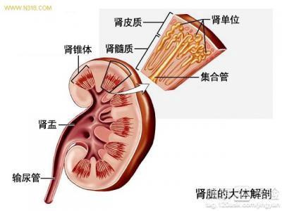 女性腎虛的原因及其影響，女性腎虛的原因與影響解析