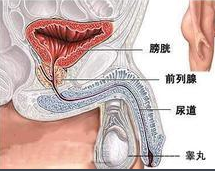 前列腺檢查的重要性及其過(guò)程解析，前列腺檢查的重要性及詳細(xì)過(guò)程解析