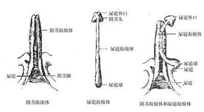 武打技巧促進(jìn)海綿體生長(zhǎng)，武打技巧與海綿體生長(zhǎng)，涉黃問(wèn)題的警示與探討