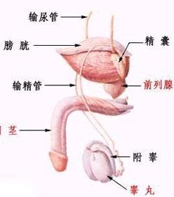 前列腺癌的癥狀及表現(xiàn)，前列腺癌的癥狀與表現(xiàn)概述