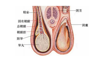 睪丸突然疼痛一會(huì)兒又不疼了，原因、影響與應(yīng)對(duì)措施，睪丸突發(fā)性疼痛的原因、影響及應(yīng)對(duì)措施解析